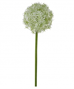 Allium weiß 76cm  1Stk