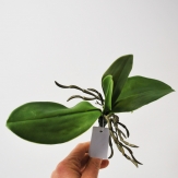 Orchideenblatt grün in zwei Größen 1Stk